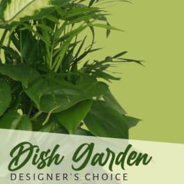 Green leafy plant arrangement with "Dish Garden" text
