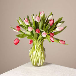 Bouquet of pink and white tulips in a clear glass vase