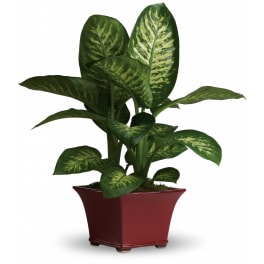 Potted green houseplant with variegated leaves in a low red ceramic container