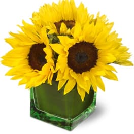 Compact arrangement of bright yellow sunflowers in a green glass cube vase