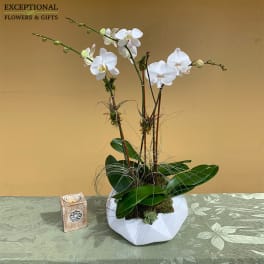 White phalaenopsis orchid plant in a faceted white pot beside a small wooden candle holder.
