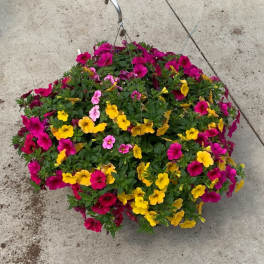 Duo - Hanging Basket & Designer Choice Vase of Fresh Flowers