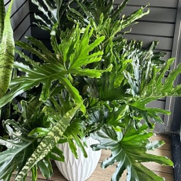 Potted tropical plant with large split green leaves in a white planter