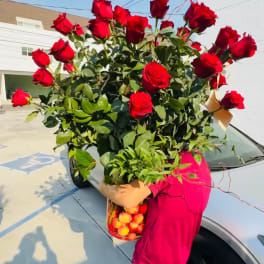 Large bouquet of red roses held outdoors