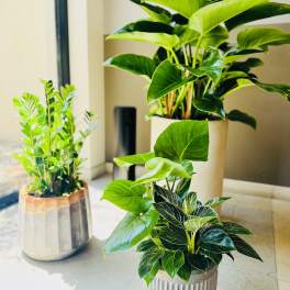 Three potted green houseplants in decorative containers
