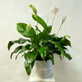 Potted peace lily with white blooms in a textured white pot
