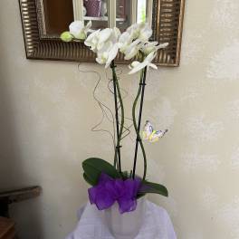 White orchid arrangement in a white pot with a purple bow