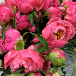 Close-up of bright pink peony blooms with green buds