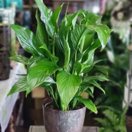 Potted green houseplant in a textured ceramic pot
