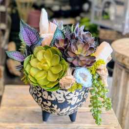 Succulent arrangement in a decorative black-and-cream pot