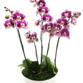 Potted purple and white orchid plant with multiple stems in a white container