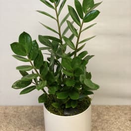 Potted green plant in a white ceramic container