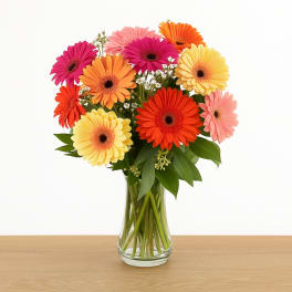 Happy Bay Gerberas