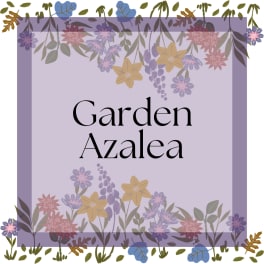 Garden Azalea