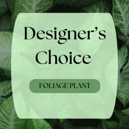 Designer’s Choice foliage plant graphic with green leaves background