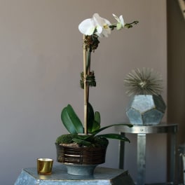 White orchid arrangement in a dark pot on a pedestal