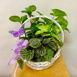 Potted green plants in a white basket with a purple ribbon and butterfly decoration