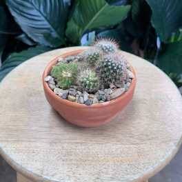 Small potted cactus arrangement in a terracotta bowl with pebbles