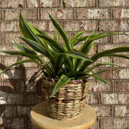 Potted green plant in a woven basket on a stool