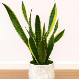 Snake plant in a white textured pot on a wooden surface