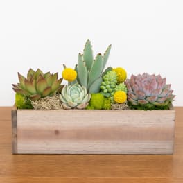 Succulent arrangement in a rectangular wooden planter with yellow accents