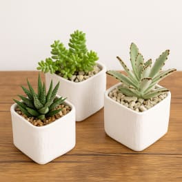 Three small potted succulents in white square planters