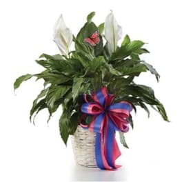 Potted peace lily with white blooms and a pink-blue ribbon