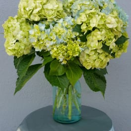 Bouquet of pale green and blue hydrangeas in a glass vase
