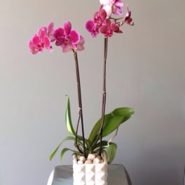 Pink orchids in a white square pot on a table