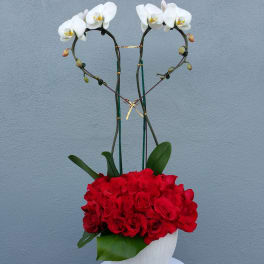 Red rose arrangement in a white vase with two white orchids arching above
