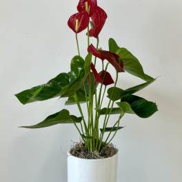Red anthurium plant in a white pot