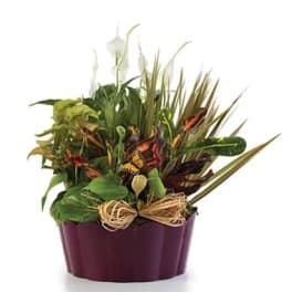 Tropical plant arrangement in a purple container with a raffia bow