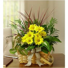 Yellow daisies in a woven basket with a ribbon