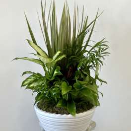 Potted green plant arrangement in a white ribbed ceramic bowl