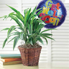 Potted green plant in a wicker basket with a colorful get well balloon