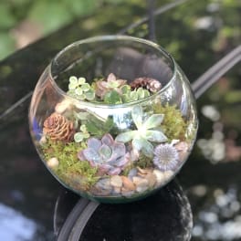 Succulent terrarium