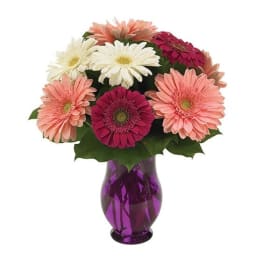 Bouquet of pink, white, and magenta gerbera daisies in a purple vase