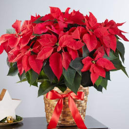 Red poinsettia arrangement in a woven basket with a red ribbon