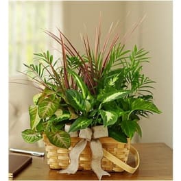 Basket of assorted green houseplants with a ribbon bow
