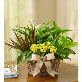 Basket of green plants with small yellow flowers and a burlap bow