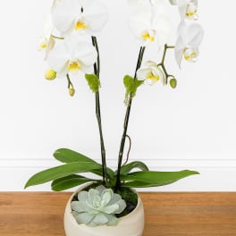 White orchid plant with arching blooms and a succulent in a round cream pot
