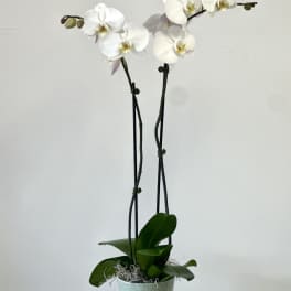 White Phalaenopsis Orchids by Westford Florist Art by Veny