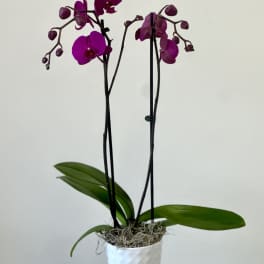 Phalaenopsis Orchid by Westford Florist Floral Art by Veny