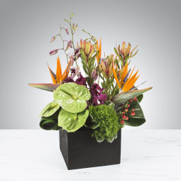 Tropical arrangement with orange birds of paradise, green anthuriums, and purple orchids in a black cube vase