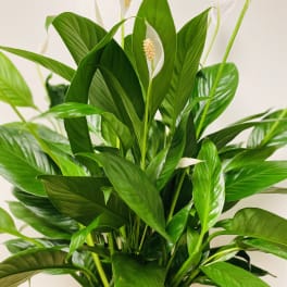 Potted peace lily plant with white blooms
