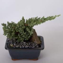 Small bonsai-style potted plant with dense green foliage in a square ceramic pot