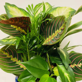 Potted tropical houseplant with variegated and striped leaves