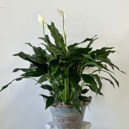 Spathiphyllum (Peace Lily)