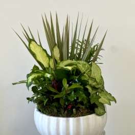 Dish Garden 12" by Westford Florist