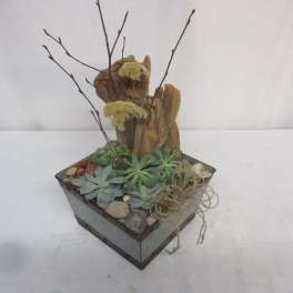 Native Succulent Dish Garden